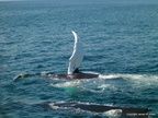 Whales off Cape Cod