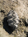 Normanby Island beach clam