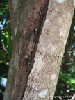 Tree Insect