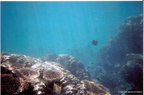 Normanby Island Scuba Dive